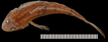 Media type: image;   Ichthyology 28289 Aspect: dorsal,description